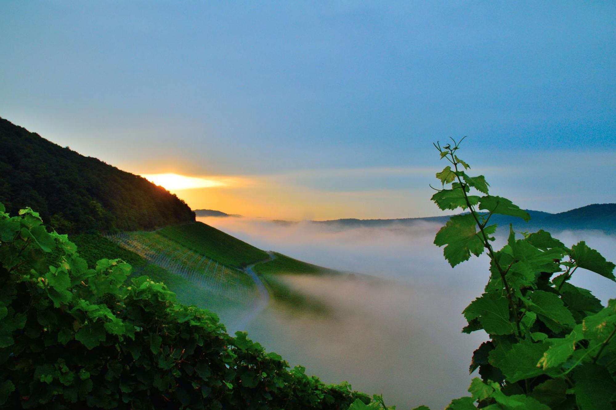Apartment Winzerhof Duering *